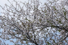 旧栗畑の桜（４）