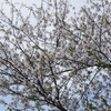 旧栗畑の桜（４）