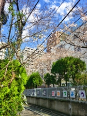 小学校の桜