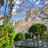 小学校の桜