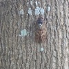 アブラゼミ
