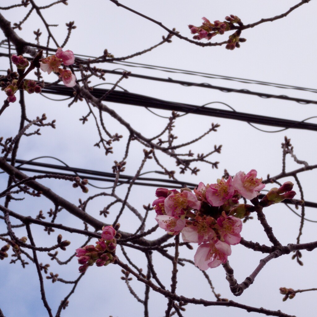 桜
