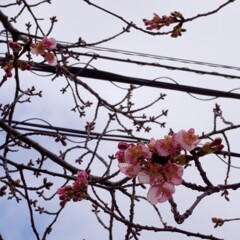 桜