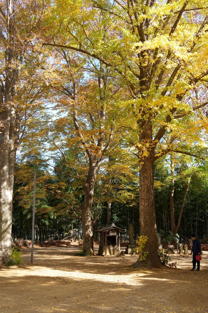境内の木漏れ日