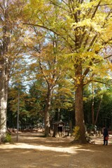 境内の木漏れ日