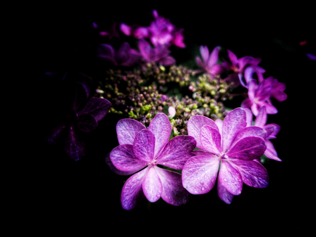 紫陽花（１）