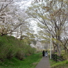 師戸城址の春（１１）