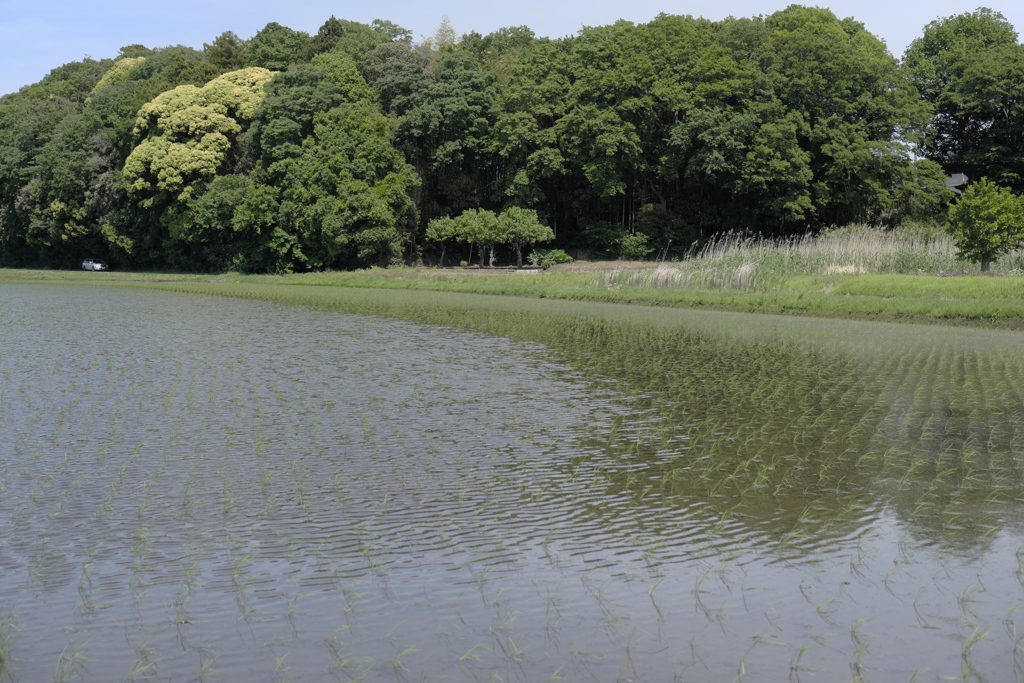 田植えの季節（３）