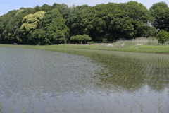 田植えの季節（３）