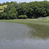 田植えの季節（３）