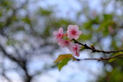 晩秋の河津桜(2)