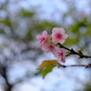 晩秋の河津桜(2)