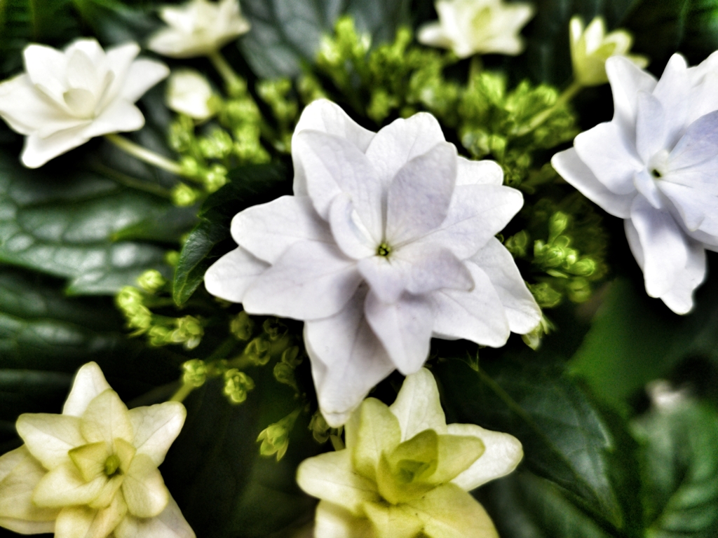 朝の紫陽花(2)