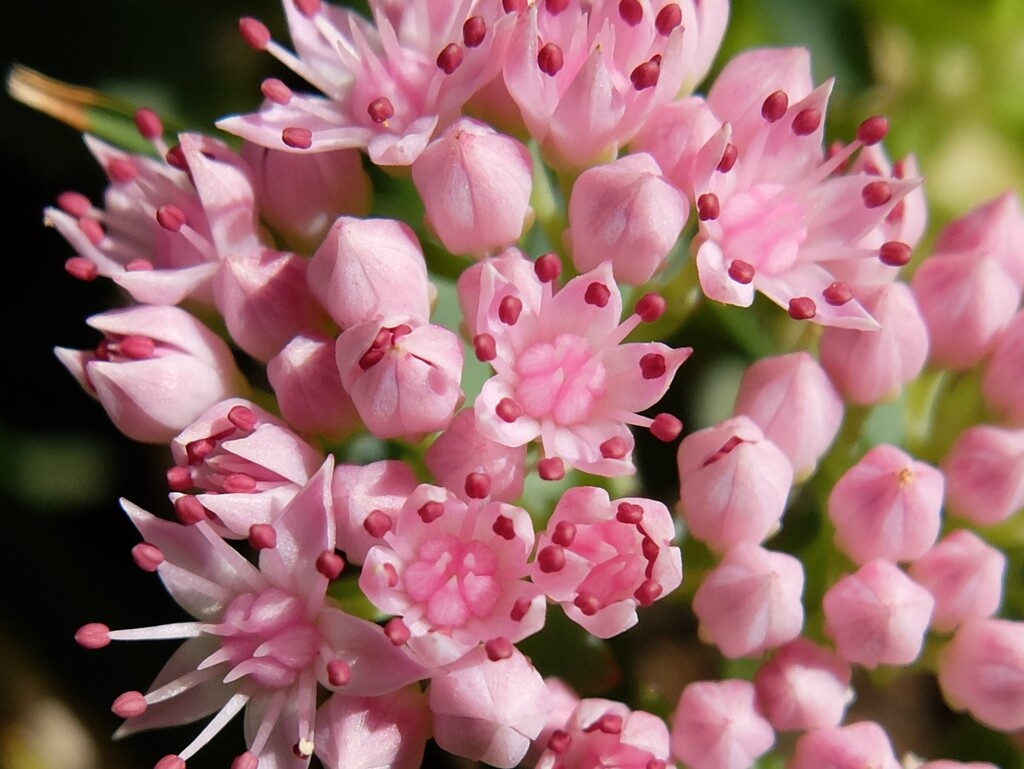 セダムの花