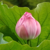 蓮（５）