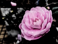 通勤路の花