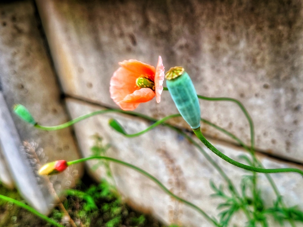 散歩 (8)