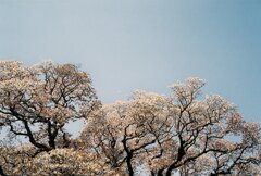 大桜裏手