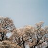 大桜裏手