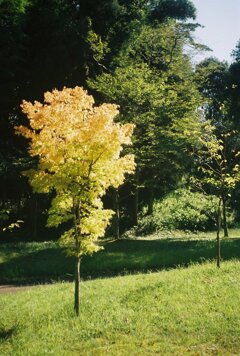 坂田ヶ池公園 (film)