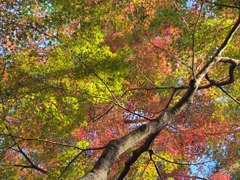 清水公園の紅葉