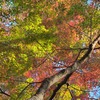 清水公園の紅葉