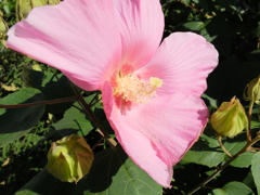 芙蓉