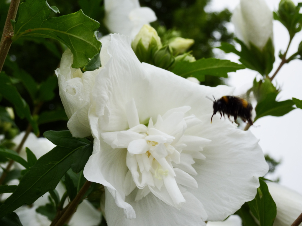 ムクゲの花とセイヨウオオマルハナバチ