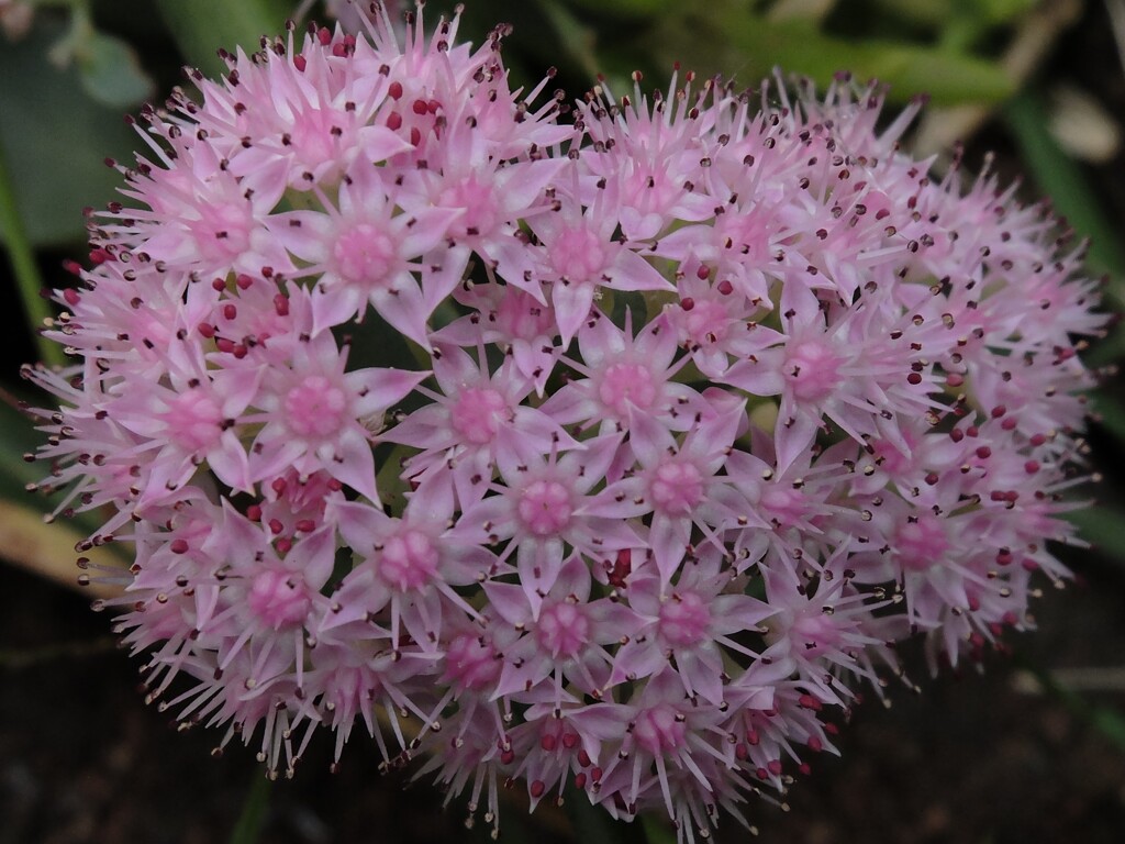 セダムの花