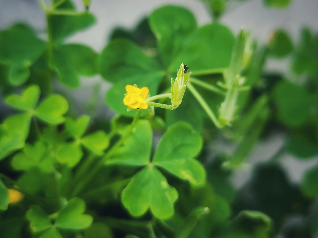 散歩 (9)