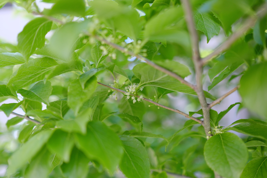 アオハダの花