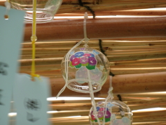 風鈴の中の朝顔