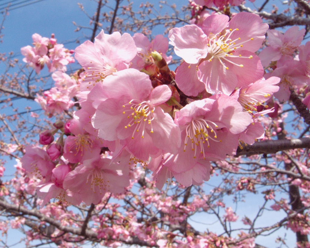 早咲きの桜 III