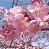 早咲きの桜 III