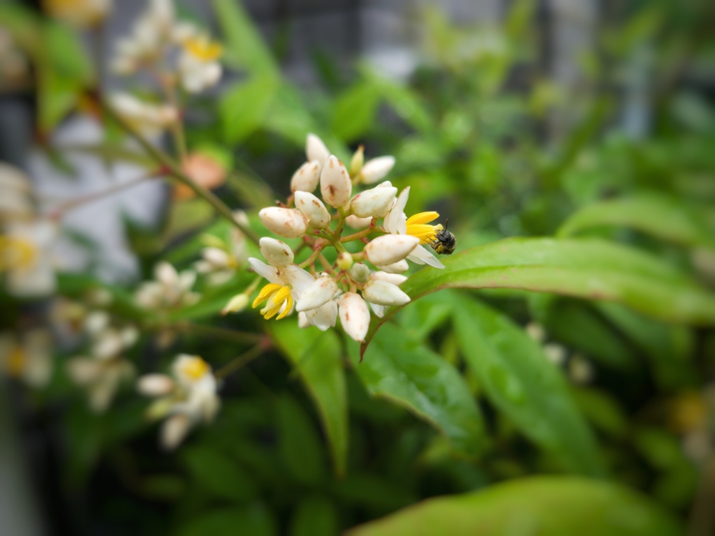 ナンテンの花(1)