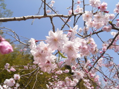 滝桜の子(6)