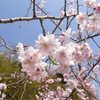 滝桜の子(6)