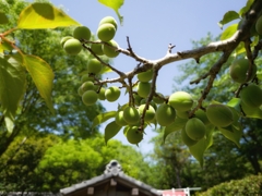 青梅