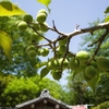 青梅