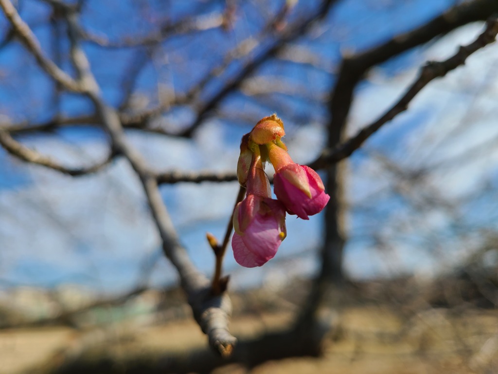 河津桜 (1)