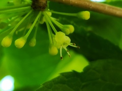 アオハダの花 (1)