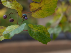 緑と花の学習園(5)