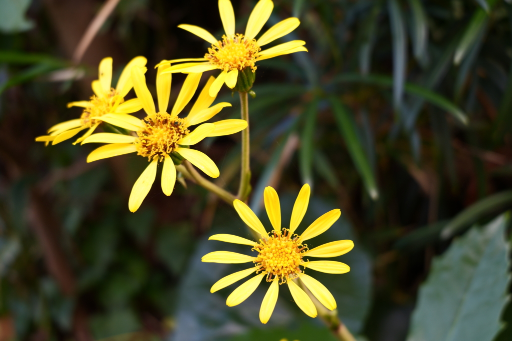 路傍のツワブキ