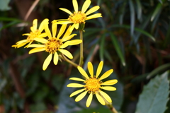 路傍のツワブキ