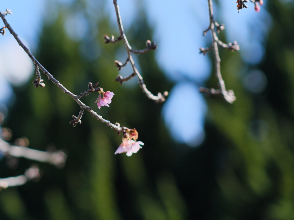河津桜 II