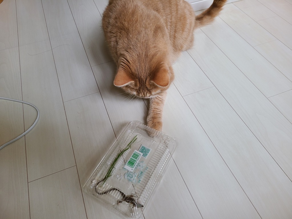 カナヘビ君と茶左丸君