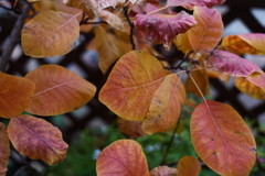 緑と花の学習園(3)