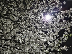 夜中の散歩と桜