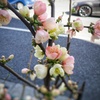 木瓜