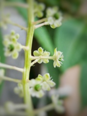 洋種ヤマゴボウの花